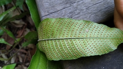 Grypothrix longipetiolata