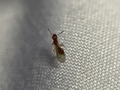 Tetramorium simillimum