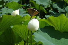 Nelumbo nucifera