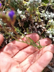 Heliophila linearis linearifolia