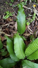 Grypothrix longipetiolata