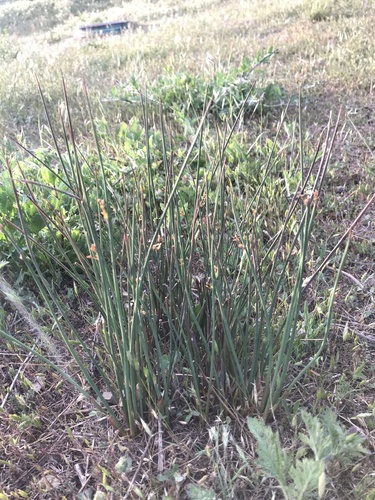 iNaturalist observation photo of Spreading Rush