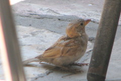 Passer domesticus