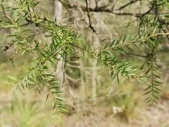 Melaleuca decora