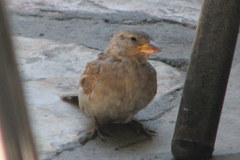 Passer domesticus
