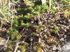 Selaginella peruviana