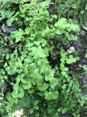 Adiantum jordanii