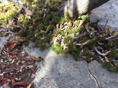 Selaginella peruviana
