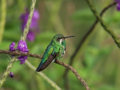 Chlorostilbon gibsoni