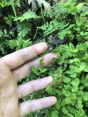 Adiantum jordanii