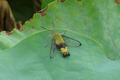 Cephonodes hylas