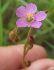 Drosera natalensis