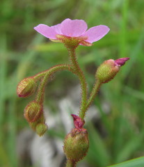 Drosera natalensis