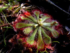 Drosera natalensis