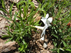 Mandevilla hypoleuca