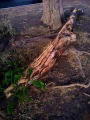 Enterolobium cyclocarpum