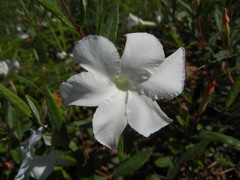 Mandevilla hypoleuca