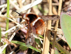 Bombylius pygmaeus