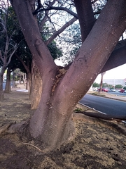 Enterolobium cyclocarpum