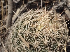 Coryphantha neglecta