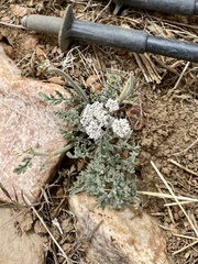 Lomatium nevadense parishii