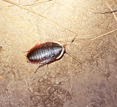 Opisthoplatia