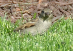 Passer domesticus