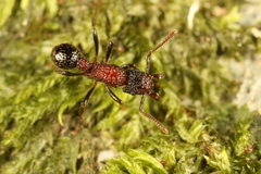 Stictoponera bicolor