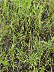 Alopecurus aequalis amurensis