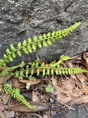 Asplenium incisum