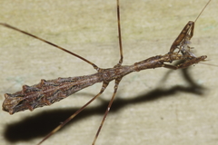 Ploiaria antipodum