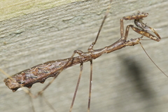 Ploiaria antipodum