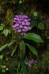 Cynorkis nutans