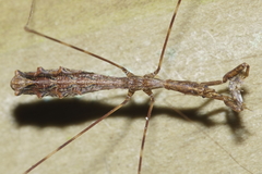 Ploiaria antipodum