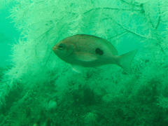 Caesioperca lepidoptera