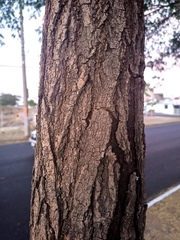 Tabebuia rosea
