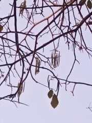 Tabebuia rosea
