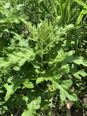 Echinops grijsii