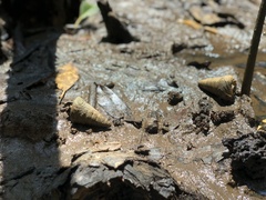 Cerithideopsis