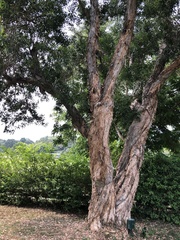 Melaleuca cajuputi cumingiana