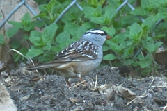 Zonotrichia leucophrys