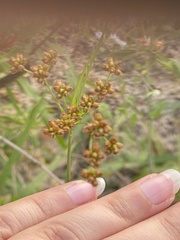Sisyrinchium rosulatum