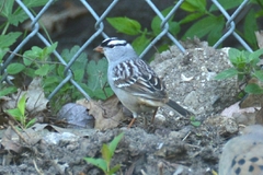 Zonotrichia leucophrys