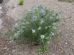Amsonia hubrichtii