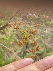 Sisyrinchium rosulatum