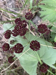 Lomatium dissectum dissectum