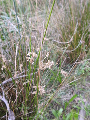 Juncus gregiflorus