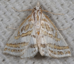Leptosteges parthenialis