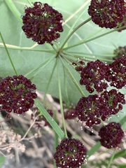 Lomatium dissectum dissectum