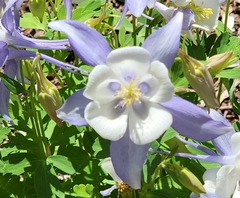 Aquilegia coerulea coerulea